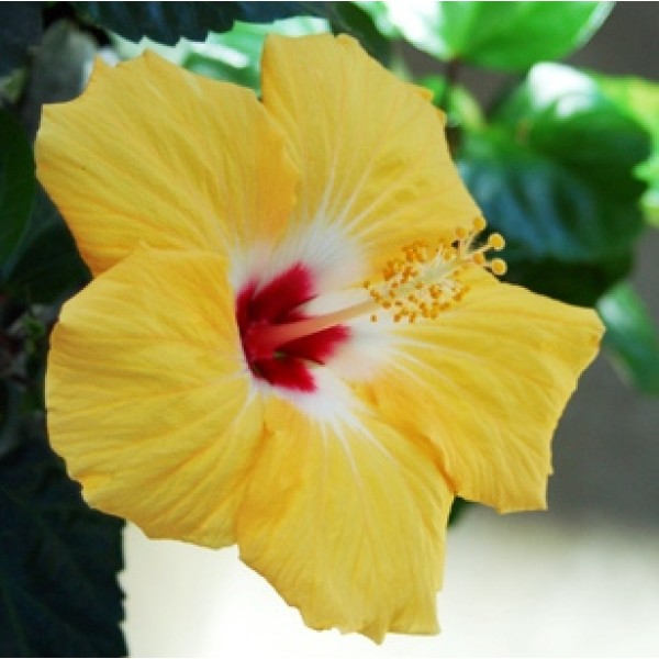 Hibiscus Yellow Plant -  Jaswand, Gudhal